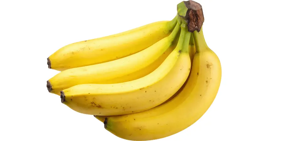 Small bunch of ripe yellow bananas placed together, natural everyday fruit useful for comparing and estimating approximate length